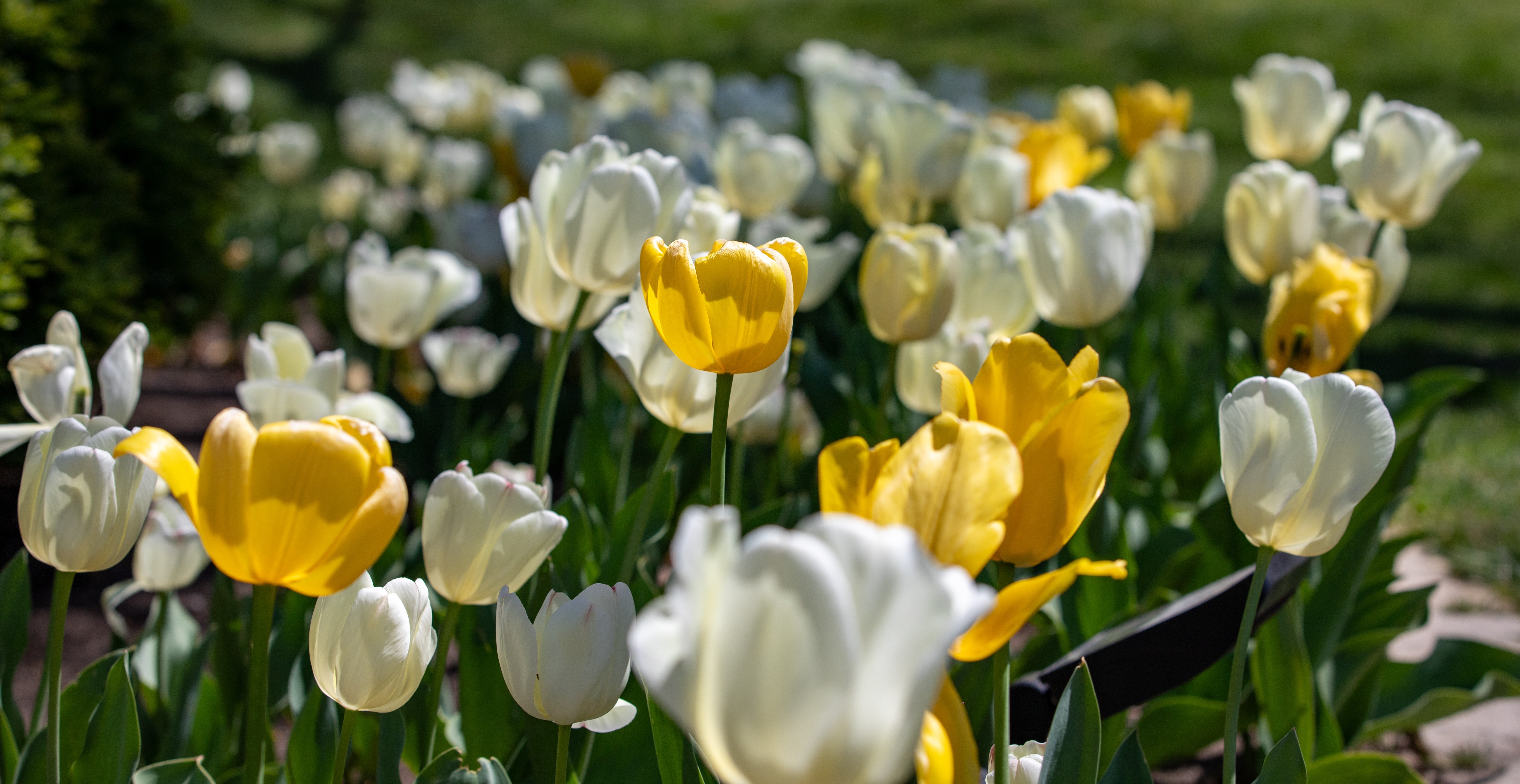Tulips